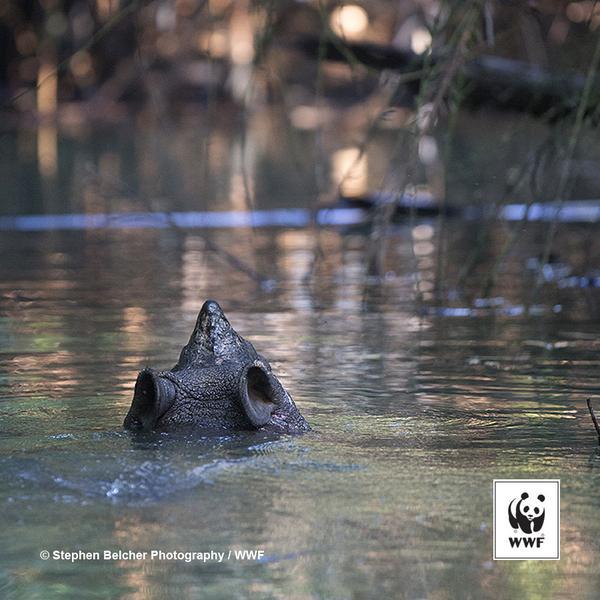 WWFnoticias's tweet photo. Este es uno de los últimos 57 rinocerontes de Java que sobreviven en el planeta http://t.co/y9O4cMiRyb #FelizLunes http://t.co/xu8Iz58bgc