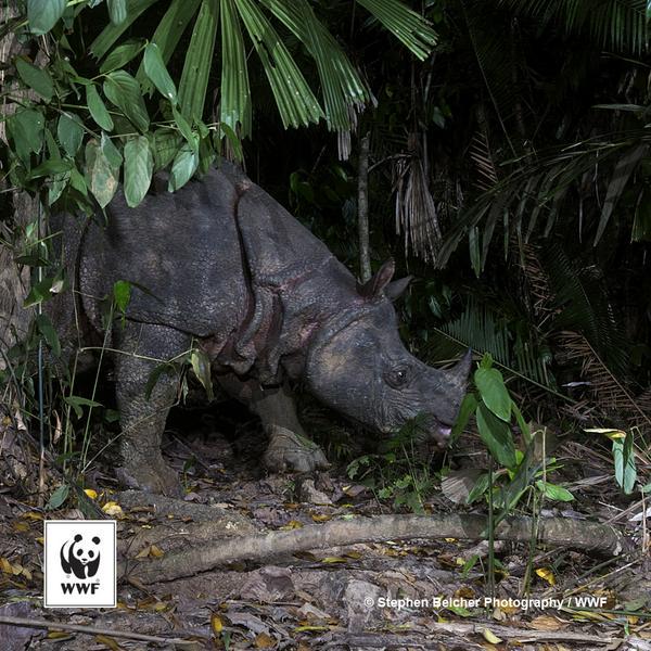 WWFnoticias's tweet photo. Este es uno de los últimos 57 rinocerontes de Java que sobreviven en el planeta http://t.co/y9O4cMiRyb #FelizLunes http://t.co/xu8Iz58bgc