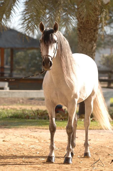 RT Si estás de acuerdo en que el Caballo de Pura Raza Española sea declarado Patrimonio Inmaterial de la Humanidad.