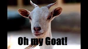 AppletonFans's tweet photo. Omg - oh my goat lol. Are hall having a goat day??? @LisaLovesTV http://t.co/19lZFgcSHX