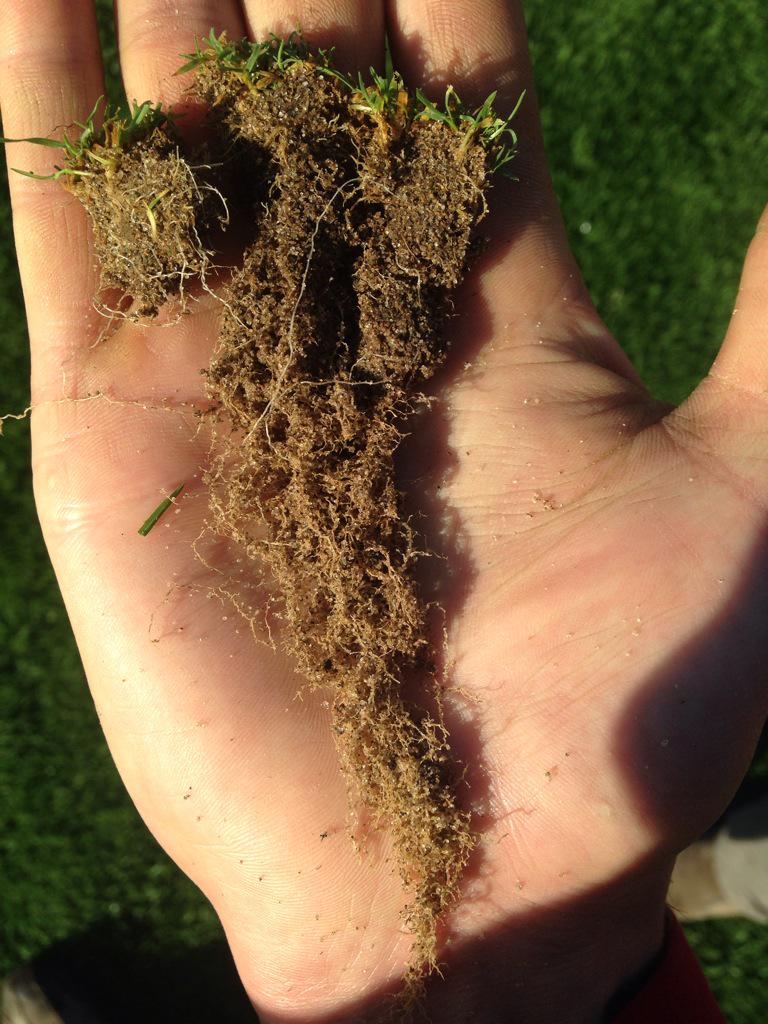 RiverSpiritTurf's tweet photo. Love the healthy root system! http://t.co/xkXKPVcky3
