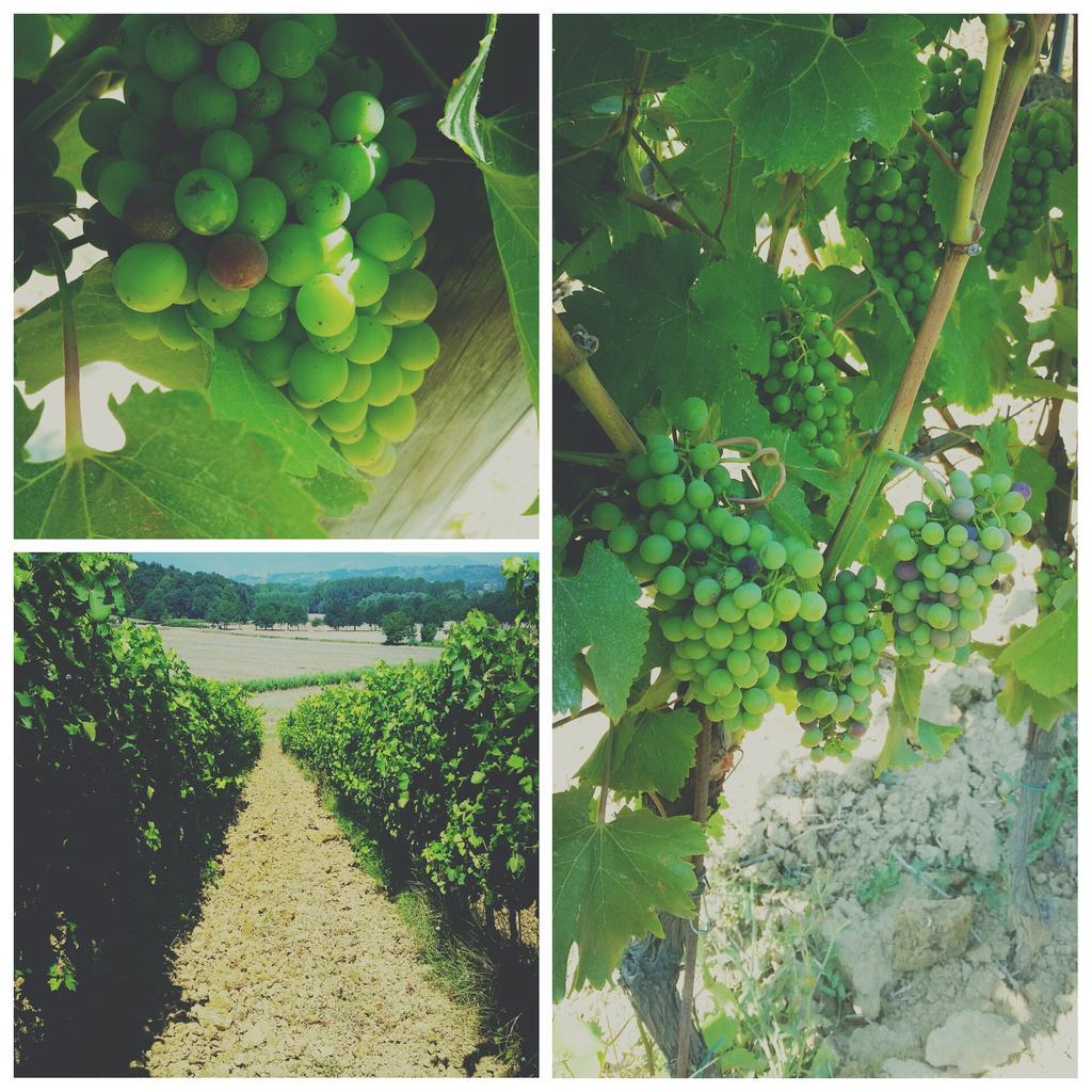 Invaiatura e agostamento:siamo precoci...ma si sa le temperature non aiutano 😊 #varramista #tuscany #winelover #syrah