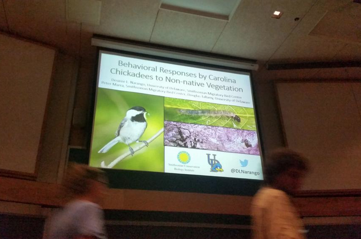 SMBC's tweet photo. Huge congrats to 1 of our current Ph.D. students @DLNarango for winning best student #ornithology paper #AFOSCOWOS15 http://t.co/JHrp9ROU5u