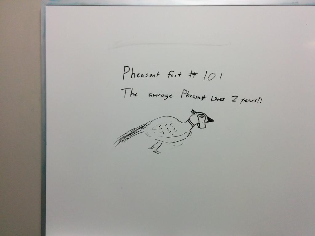 FightingOcelots's tweet photo. #FightingOcelots #PheasantFacts http://t.co/GL4FfQBPCm