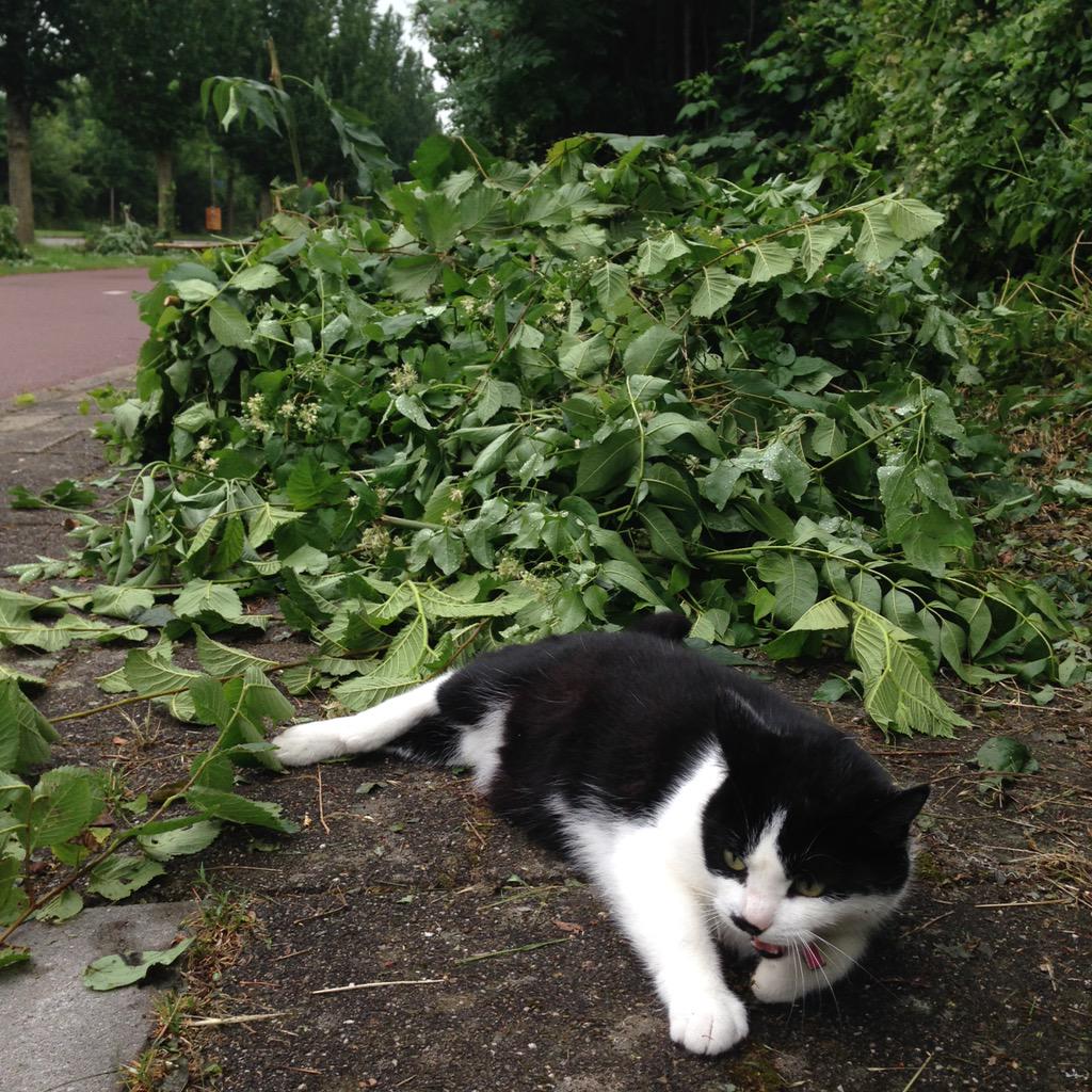 Bron: Mooi Heiloo