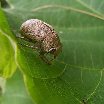 埋め込み画像への固定リンク