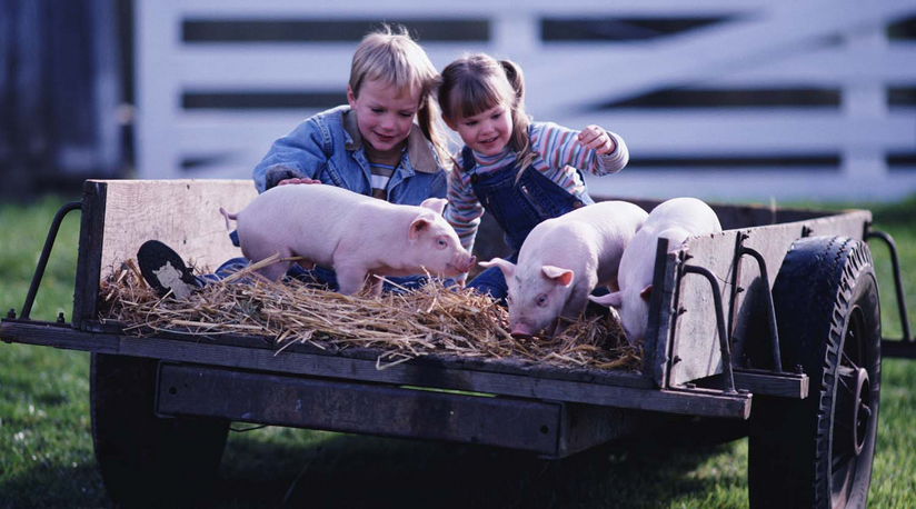 alicemay_sing's tweet photo. #OpenFarmSunday celebrates record visitor figures @OpenFarmSunday #OFS15
http://t.co/M3e394xTHP http://t.co/KJ3iNnBaXC