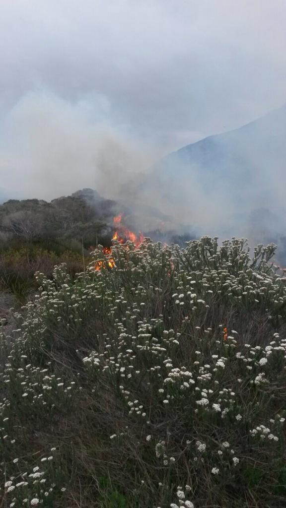 Fire mangers from <a href="/TableMountainNP/">SANParks TMNP</a> are following up on a #wildfire in the <a href="/FishHoek7975/">Fish Hoek</a> wetlands. <a href="/capetraffic/">ᴼⁿ ᵗʰᵉ ᴹᵒᵛᵉ 🚙 #ArriveAlive</a>