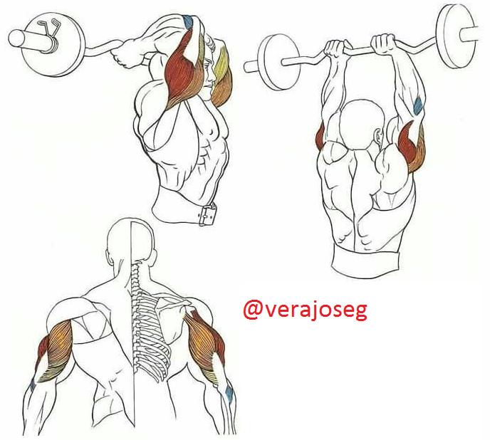 Atar Frustrante Esquivo extension triceps barra z Medicina Integrar