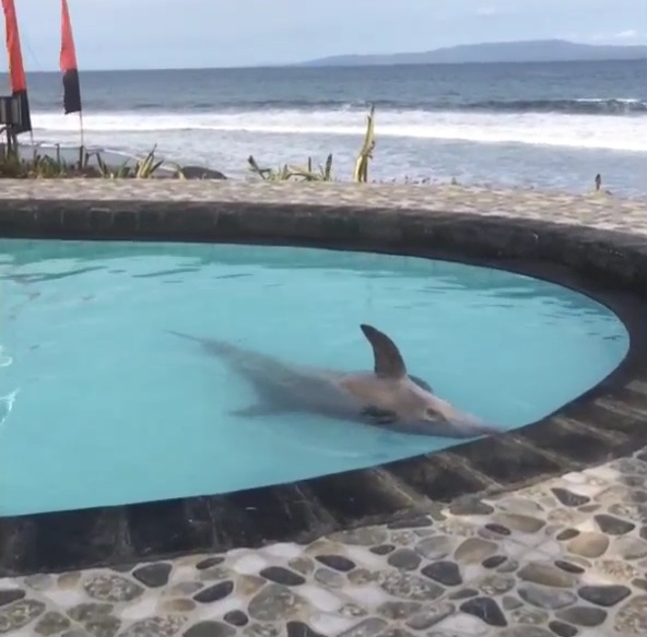 epritt's tweet photo. @susipudjiastuti “The Forest Department actually protects the dolphin dealers and abusers.” https://t.co/M3KD2HLti2 http://t.co/cPzPEw3Pvg