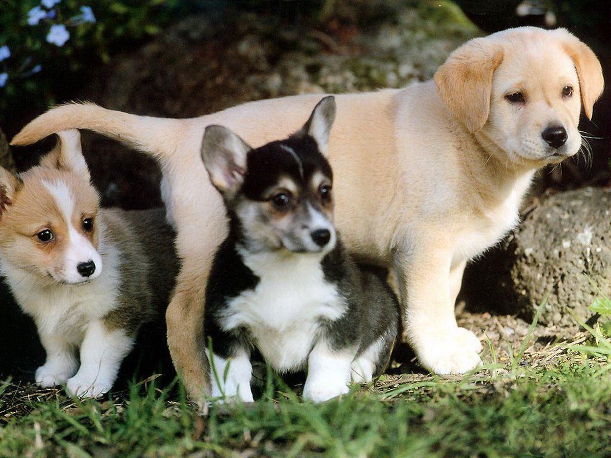 doggoals's tweet photo. We are the 3 best friends that anyone could have 😂😍 http://t.co/ZolTZEMgmk