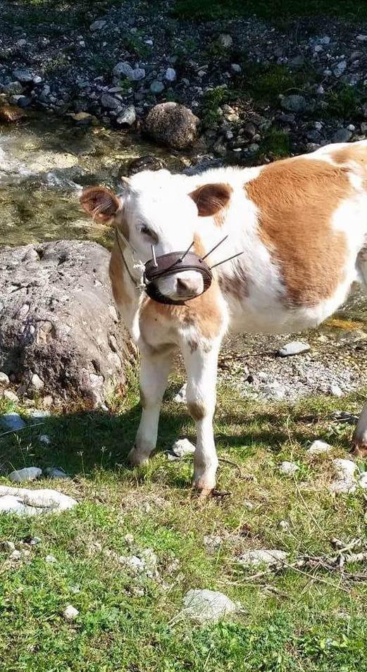 Veganitorex's tweet photo. @Veganitosaurux Il en existe aussi un pour que la mère rejette le petit car lui provoque de la douleur. Pur sadisme. http://t.co/IPOwUbtGlK