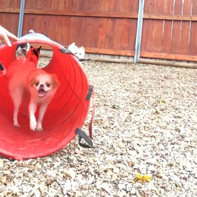 dogdayranch's tweet photo. Monday morning agility exercises! Keeping the mind and body active! http://t.co/xTdlUZtQD0