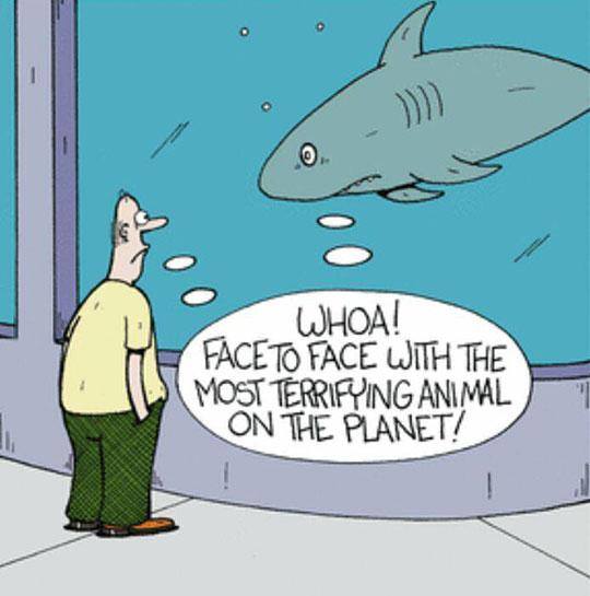 OceanoMonaco's tweet photo. Well, It all depends on where we stand. #LoveSharks http://t.co/AGFQ5bkMiR