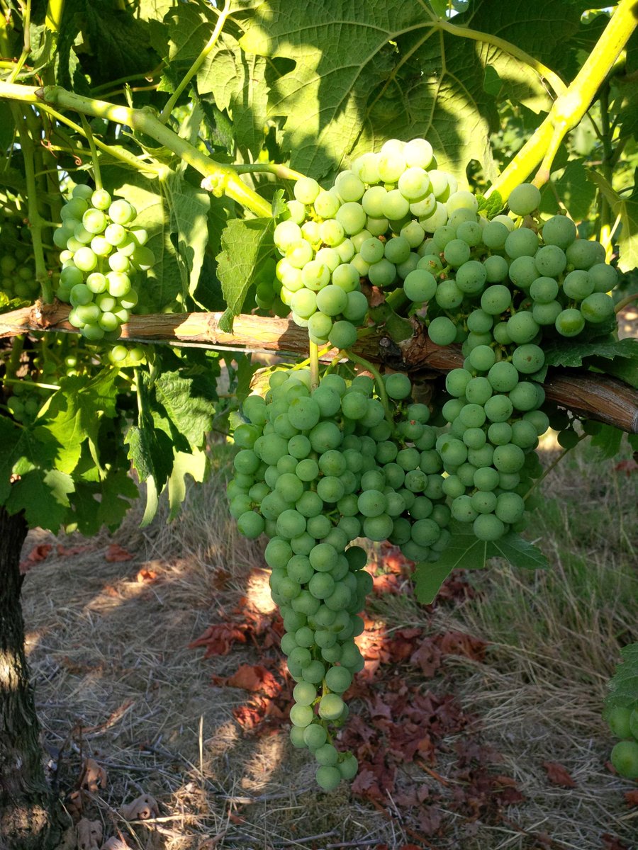 PascalNerbesson's tweet photo. Ça mûrit dooouuucement #merlot #millésime2015 #fautpasepresser @PlaneteBordeaux http://t.co/BcUmAYETN3