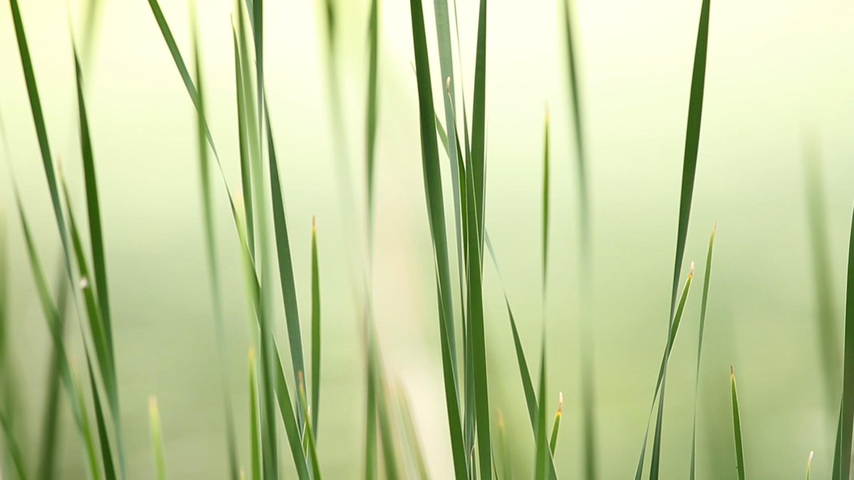 orbitcreative's tweet image. pond5.com/stock-footage/… serene grass #nature #macro HD #stockfootage
