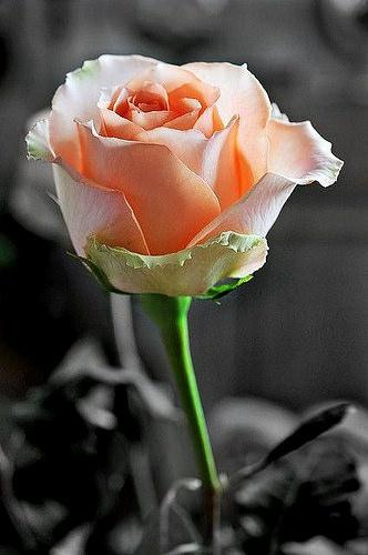 de1064df393d412's tweet photo. شيء واحد لاتندم عليه أبداً هو حسن خلقك مع الناس حتى وان قابلوك بالاساءة فإن افضل المؤمنين عند الله أحسنهم خلقاً. http://t.co/OEHb0KYIwj