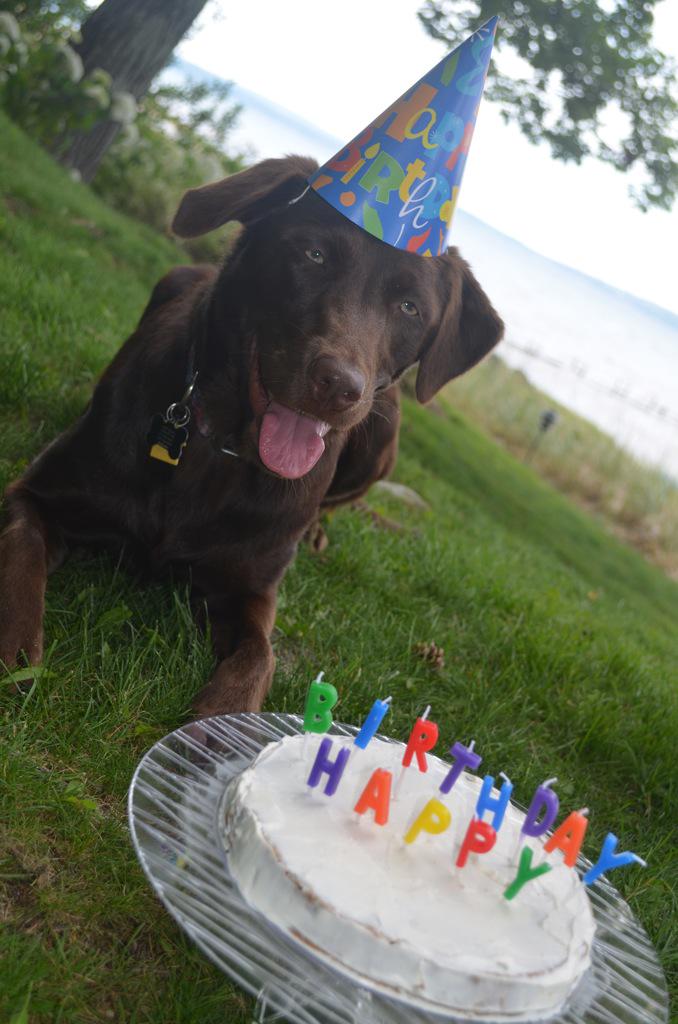 Harpersbrew's tweet photo. Harper's mascot's first birthday so come celebrate this Monday and ask for a 1/2Off dessert from the manager :-) http://t.co/9c9n3Tx0Wh