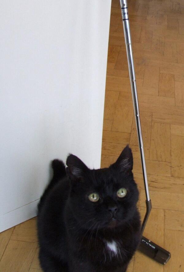 MYSADCAT's tweet photo. My cat is sad because he likes cat golf but thinks it's dominated by white cats and wishes more black cats played it. http://t.co/IJnoV3Xg6C