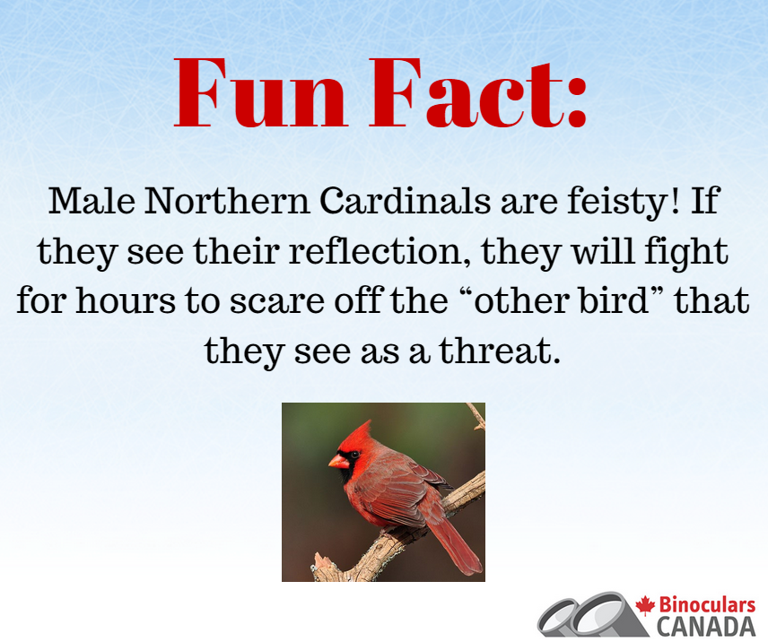 BinocularsCA's tweet photo. Fun fact! #Birding #Canada #Nature http://t.co/QhxgcQP88w