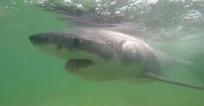 What happened to the great white shark that beached in New England last week? >> dsc.tv/PQzrY