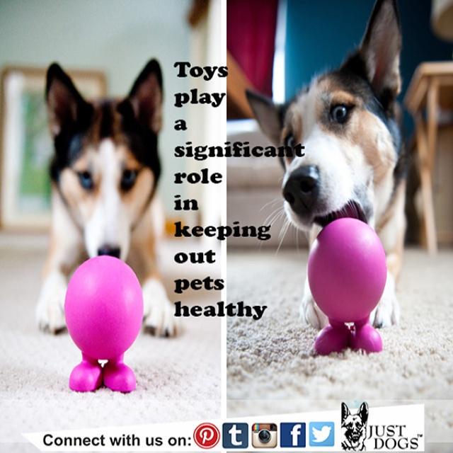 justdogsindia's tweet image. Large collection of toys #AvailableAtStore &amp;amp; also on web too. justdogs.in #dogtoys #healthydog #activedog