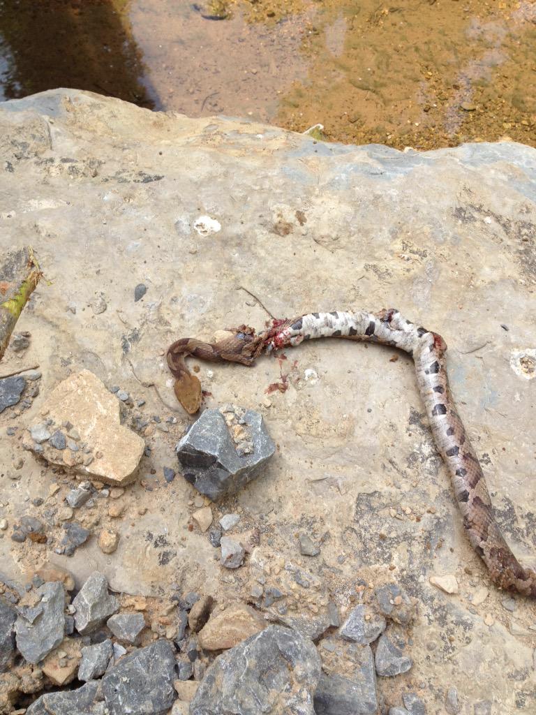 BEECHTREED's tweet photo. Copper head down by our water today , he almost got me! http://t.co/uKCA6k4JsX