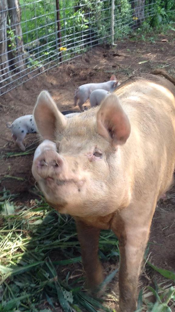 DaniRuberti's tweet photo. Mama pig Petunia hoping her baby comes home safely in #Knoxville @wvlt #MissingPig http://t.co/mO808zNUu7