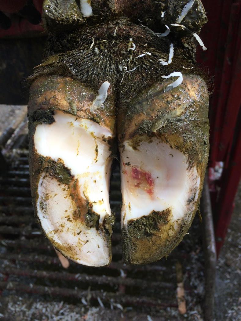 Stone bruise??? Always in the same place???
#stones DO NOT cause lameness!