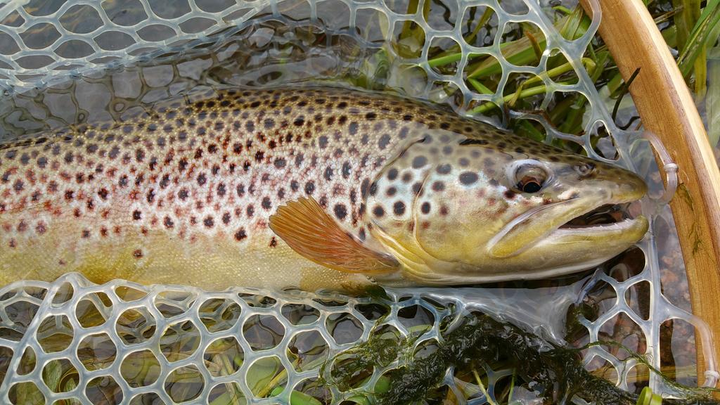 leadertippet's tweet image. Cheesman Canyon section of the South Platte starting to recede, and giving back nicely. #browntrout