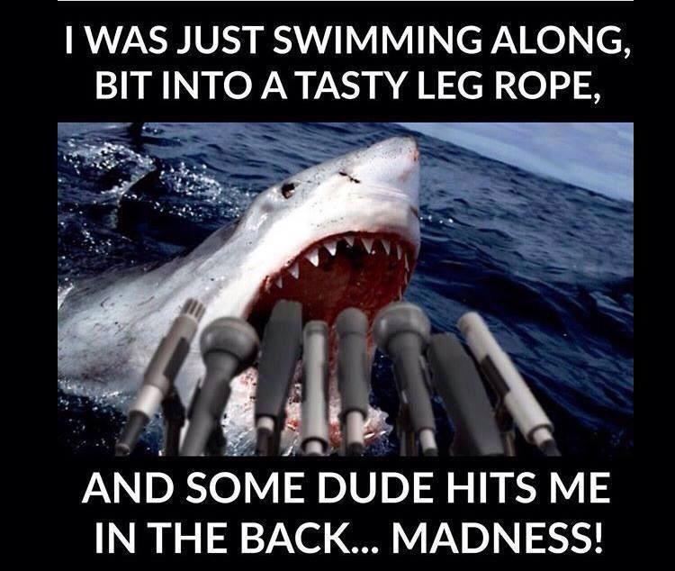 BLTraining's tweet photo. Following on from yesterday's shark attack on a surfer. #sufing http://t.co/4lanrkZkj3