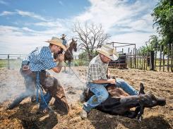 Cattle Theft Numbers Continue to Climb ow.ly/PCoat #ranchlife #agchat