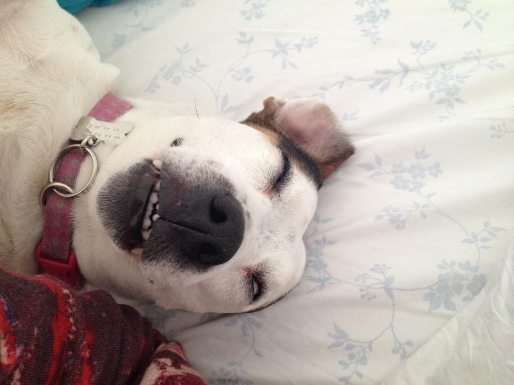 Mi perro es más sexy que el tuyo.