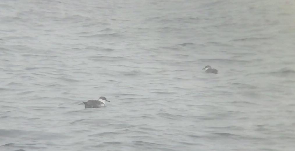thedailyschreck's tweet photo. Great Shearwaters in the Bay of Fundy @PhoneSkope @Celestron @RallidaeRule @DLNarango #afoscowos15 http://t.co/xxj7lhb3km