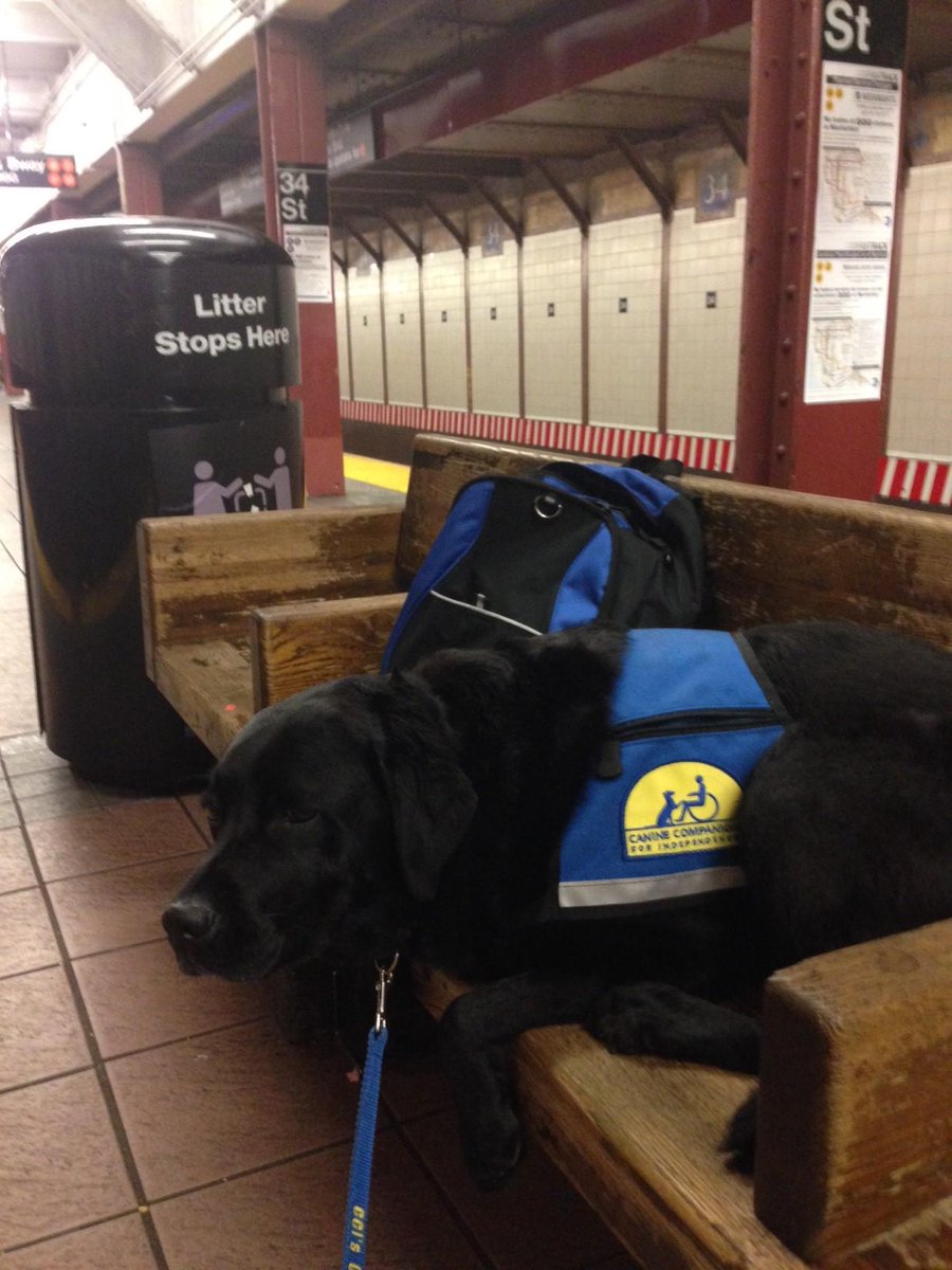 Bark Badges tweet media