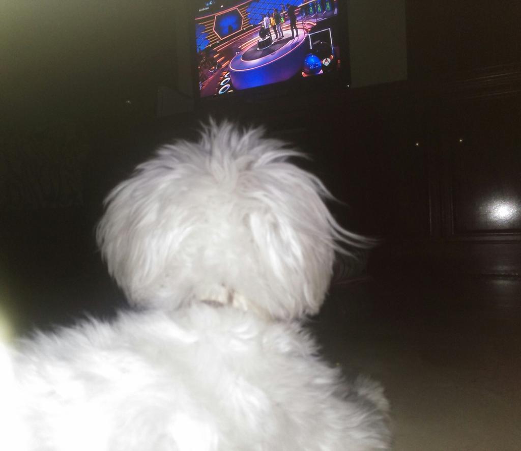 luargudoizdo's tweet photo. Disfrutando viendo a estos Pedroteños tan simpáticos , esas blusas tienen un color especial #sacalustresBoom #a3boom http://t.co/s2E9Sf5MNe