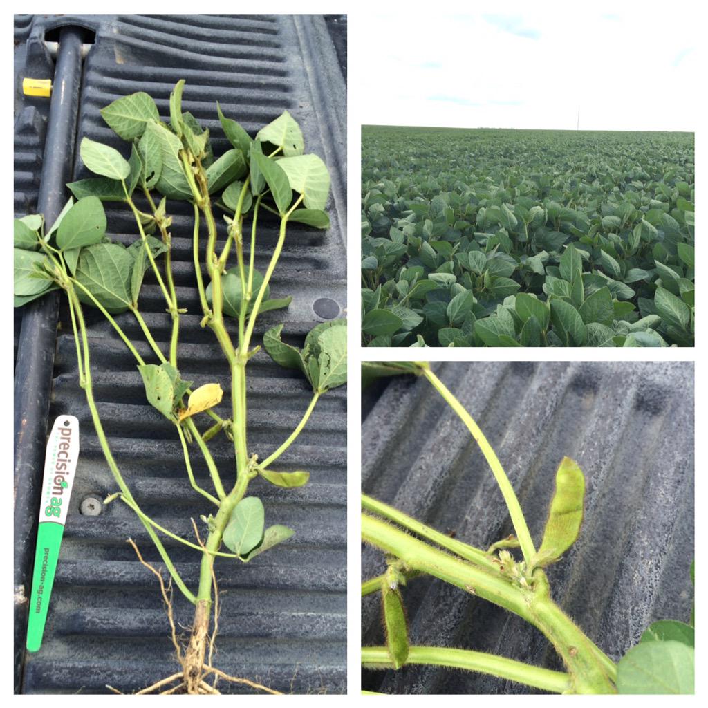 PrecisionAg1's tweet photo. Mcleod RR2 soybeans Precision Plant Ready seed treatments. #SeCan #precisionyield micronutrients. http://t.co/a0vnqhBJ9n