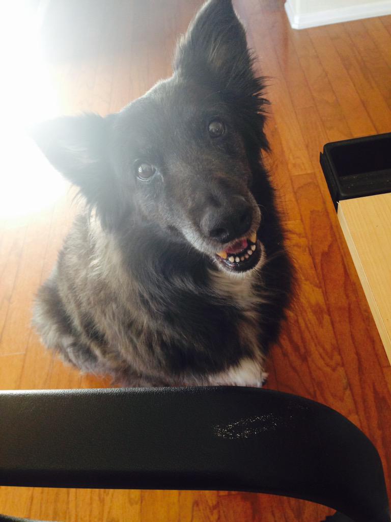 curiousnoel's tweet photo. "Hey human. No more #amwriting. #Ampetting instead." http://t.co/0UeVoaxcX8