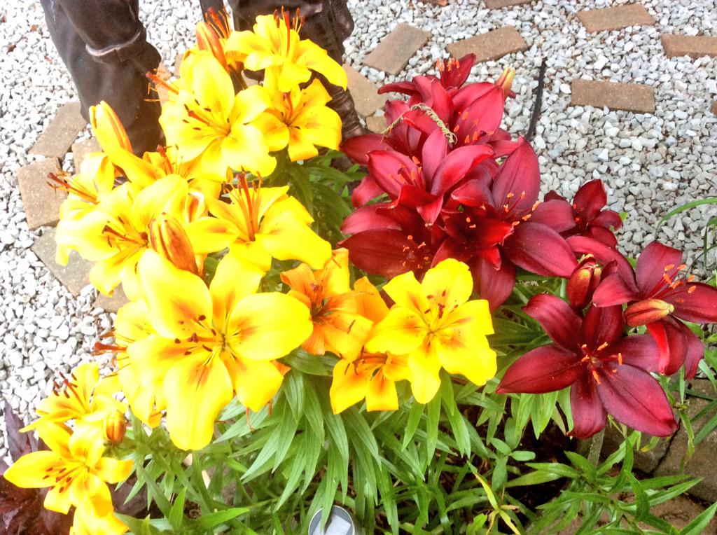 GoHotelTravels's tweet photo. The pretty #flowers in my #garden at home! #LoveSummer #HarrogateHour #YorkHour #OurYorkshire #northeasthour http://t.co/WtfODq9QWP