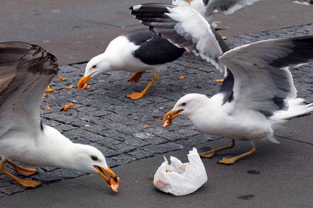 northwaleslive's tweet photo. Conwy Council won't fine seagulls feeders as it may offend religions: http://t.co/XwEx2UTlCE http://t.co/jDVrM1bfLx