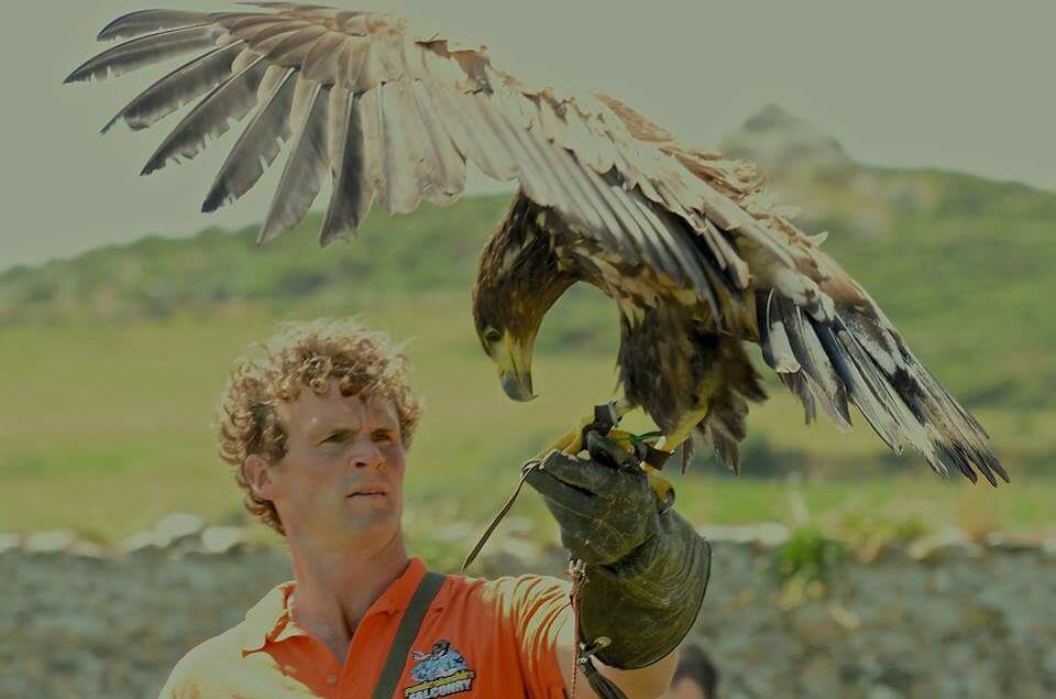 Treginnis_FFCC's tweet image. A wonderful falconry show by Pembrokeshire Falconry at the Lower Treginnis Fete. Credit to @PembsVCMC for the photos