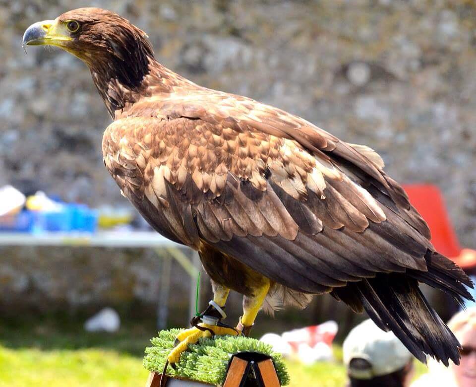 Treginnis_FFCC's tweet image. A wonderful falconry show by Pembrokeshire Falconry at the Lower Treginnis Fete. Credit to @PembsVCMC for the photos