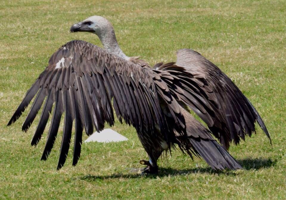 Treginnis_FFCC's tweet image. A wonderful falconry show by Pembrokeshire Falconry at the Lower Treginnis Fete. Credit to @PembsVCMC for the photos