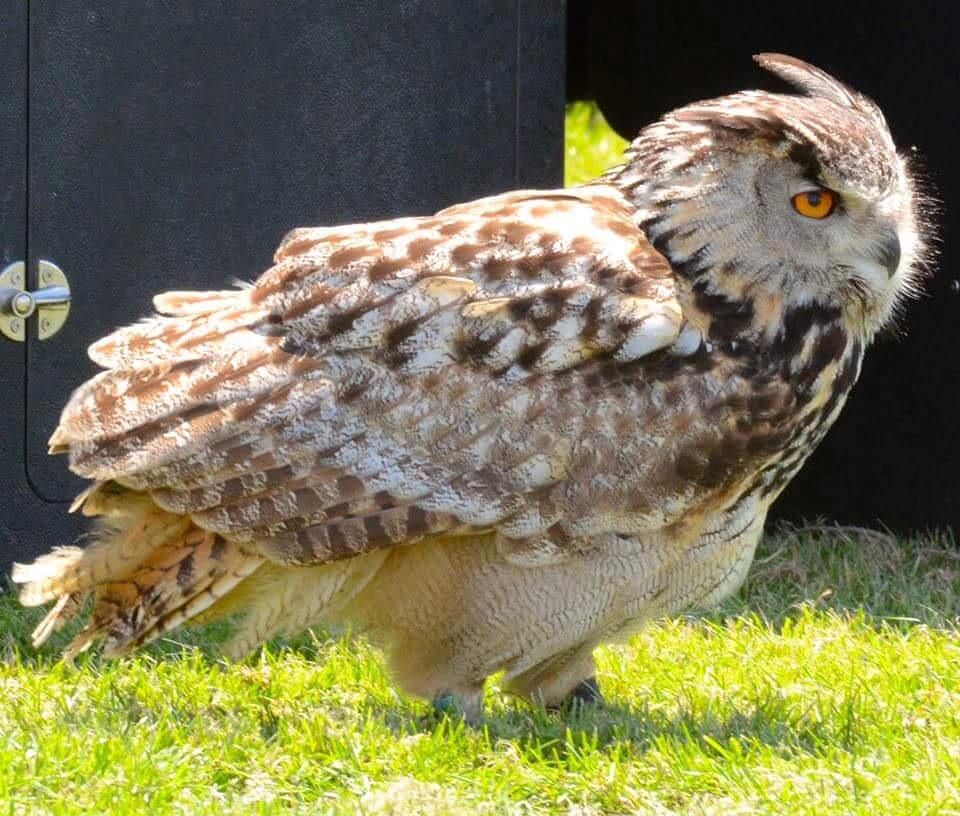 Treginnis_FFCC's tweet image. A wonderful falconry show by Pembrokeshire Falconry at the Lower Treginnis Fete. Credit to @PembsVCMC for the photos