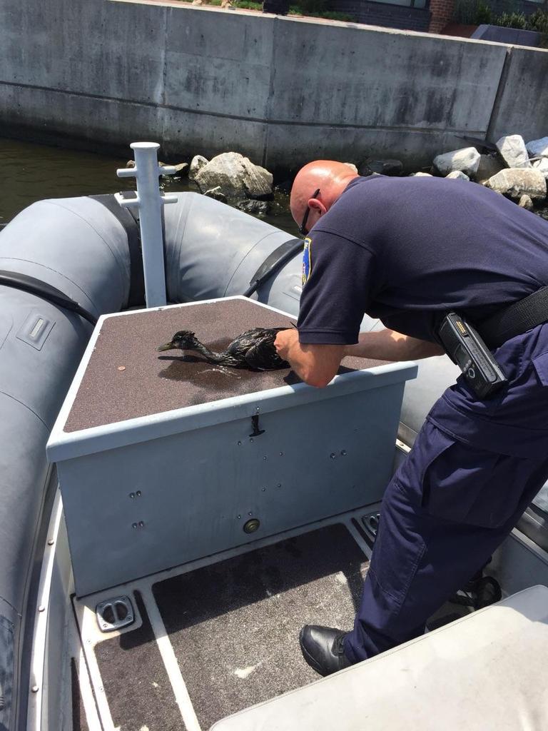 BaltimorePolice's tweet photo. Officer Cortina & Officer Gesla of #BPDSOS Marine Unit. Rescue duck ensnared in fishing line near #Canton. 👍👏 http://t.co/TWWYqho97O