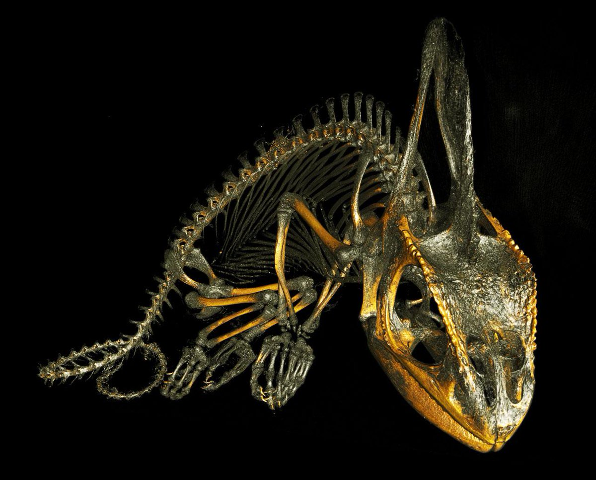 USCMIC's tweet photo. Adult Veiled Chameleon scanned at 50 micron#Inveon #microCT #nanoCT #nanotom #research #science #keck @imaging http://t.co/MRkVGxM5B3