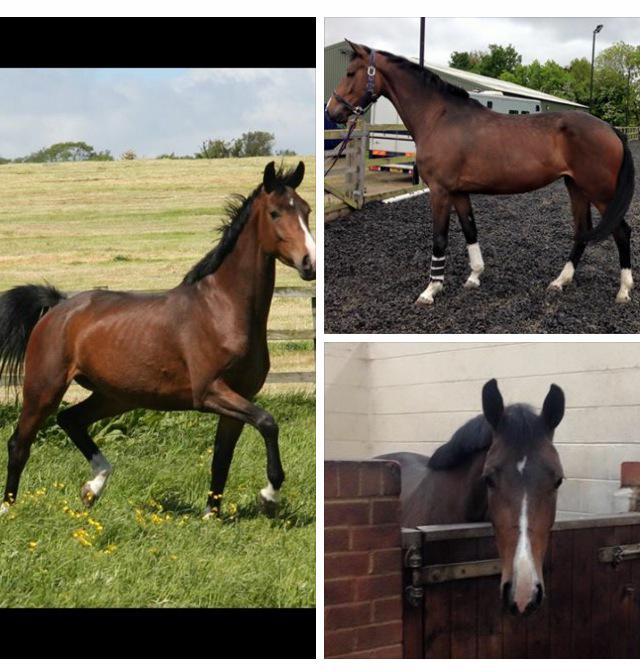infoQdhorses's tweet photo. Young dressage horse for sale#britishdressage #dressage #dressagediva#kwpn#mare#stunning http://t.co/Vm1Uob6OmW