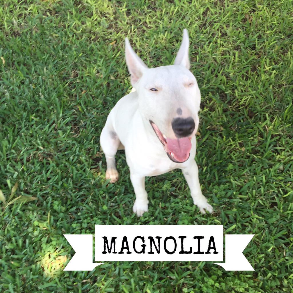 Mi magnolia... #bullterrier