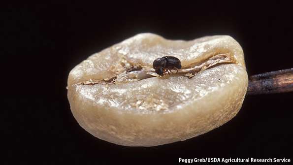 How to kill the bug that's within a bug that's within the coffee bean econ.st/1DjhwAQ