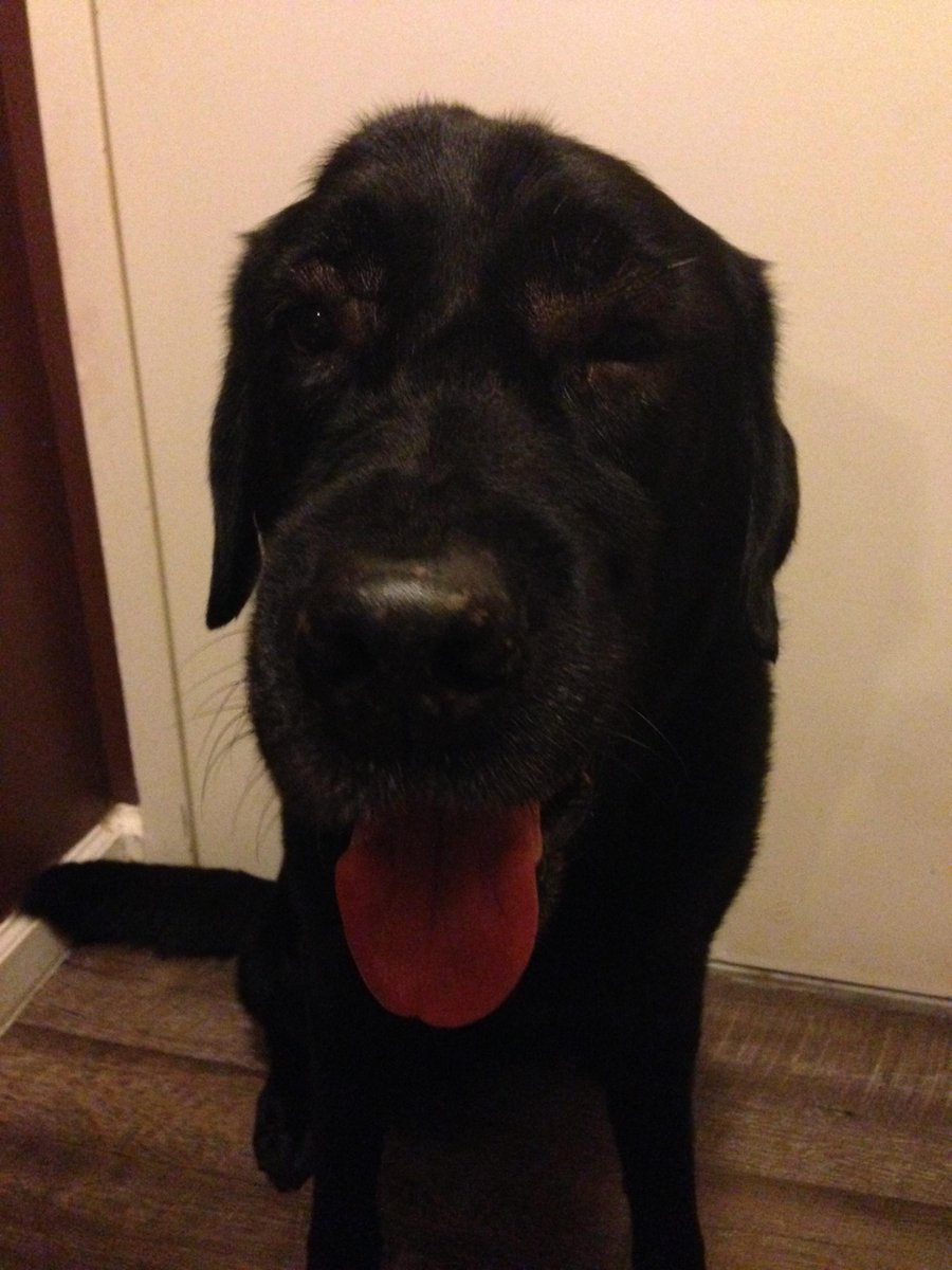 Bark Badges tweet media